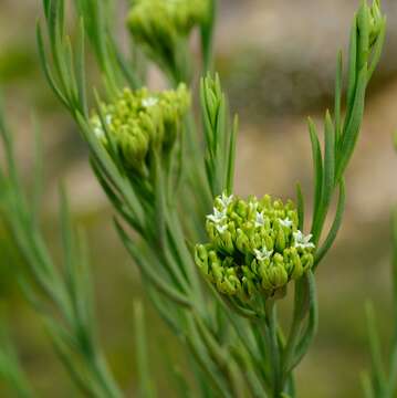 Image of Thesium penicillatum A. W. Hill