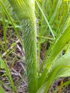 Image of Tharp's spiderwort