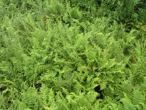 Слика од Athyrium yokoscense (Franch. & Sav.) Christ