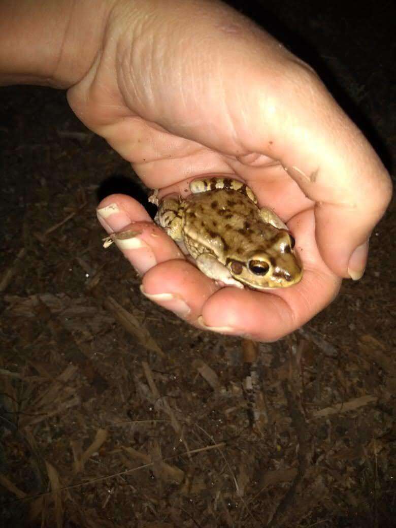 Слика од Leptodactylus bufonius Boulenger 1894