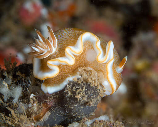 Image of Red-margined orange slug