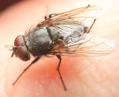 Image of Narrow-cheeked cluster fly