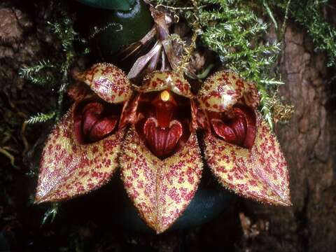 Imagem de Bulbophyllum frostii Summerh.