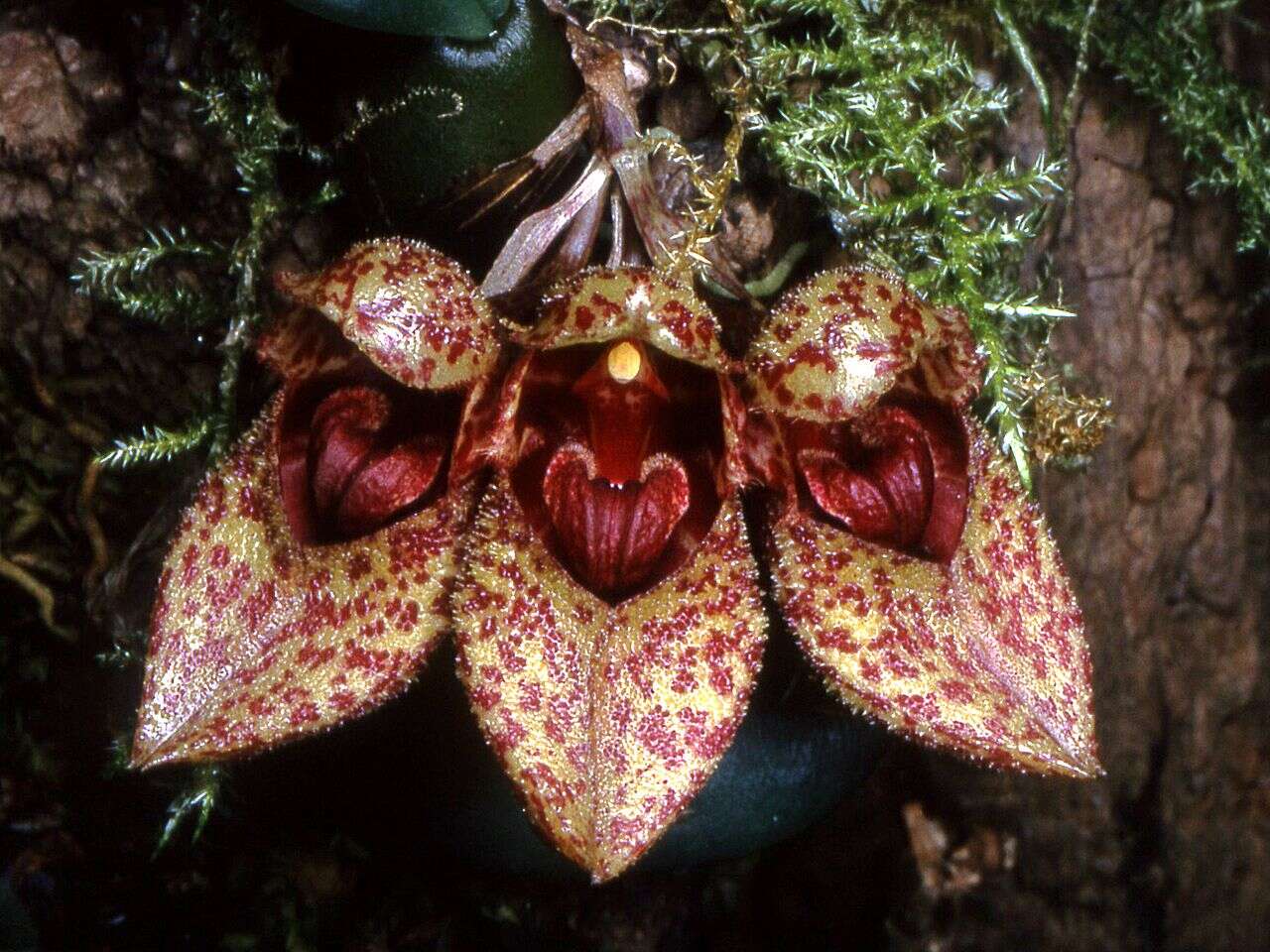 Image of Bulbophyllum frostii Summerh.