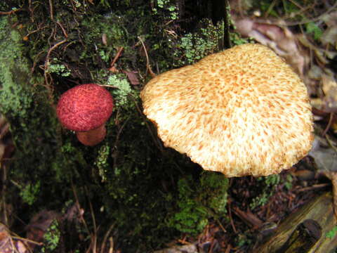 Image of Clinton’s boletus