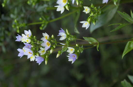 Image of Exacum divaricatum Schinz