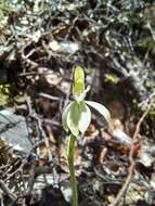 Caladenia nothofageti D. L. Jones, Molloy & M. A. Clem.的圖片