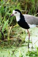 Image of Long-toed Lapwing