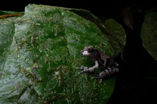 Image of Coronated Treefrog