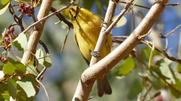 Imagem de Zosterops luteus Gould 1843