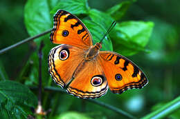 Imagem de Junonia almana Linnaeus 1758