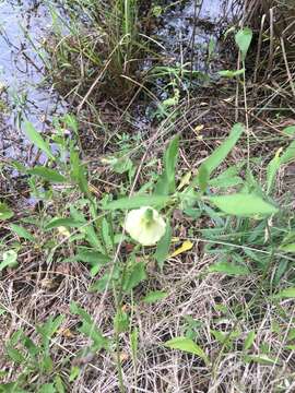 Image of Walter's groundcherry