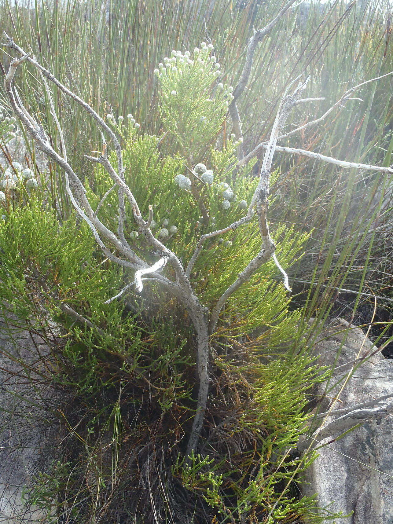 Image of Brunia noduliflora P Goldblatt & J. C. Manning