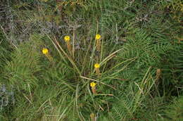 Image of Bulbinella angustifolia (Cockayne & Laing) L. B. Moore