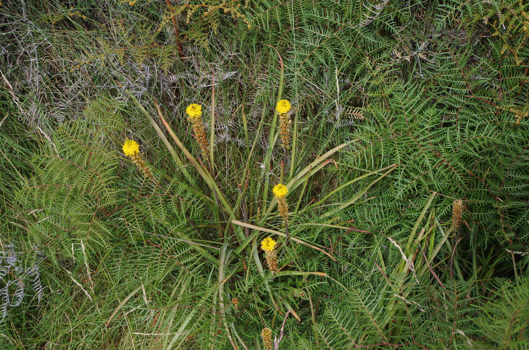 Image of Bulbinella angustifolia (Cockayne & Laing) L. B. Moore