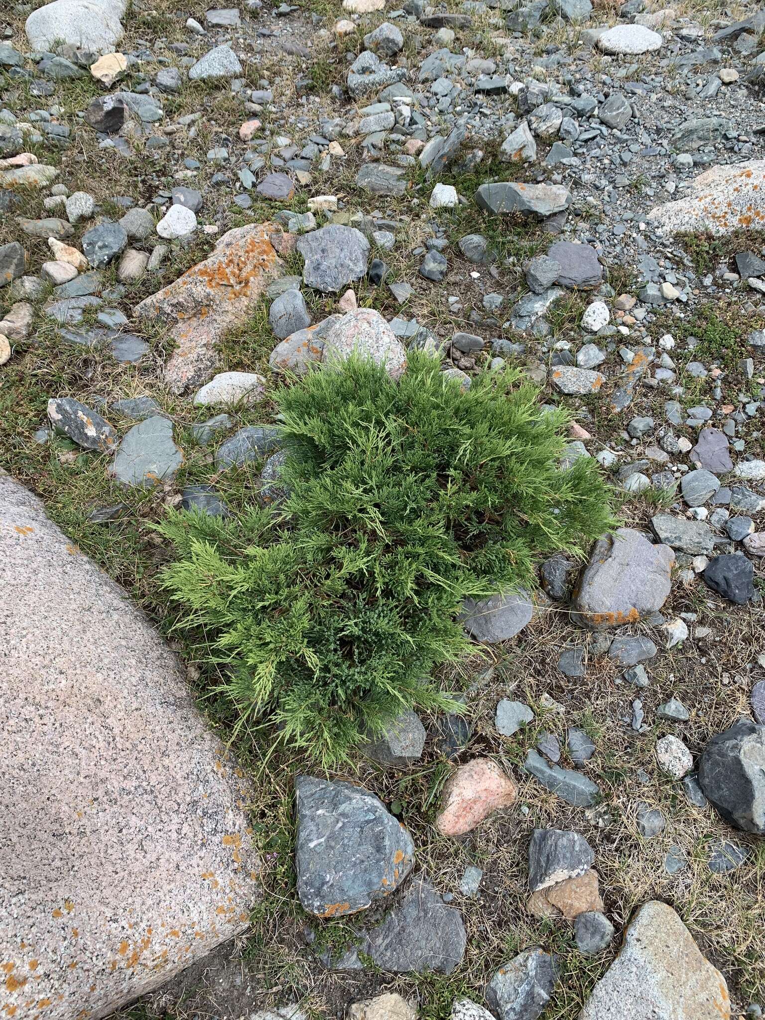 Image of Savin Juniper