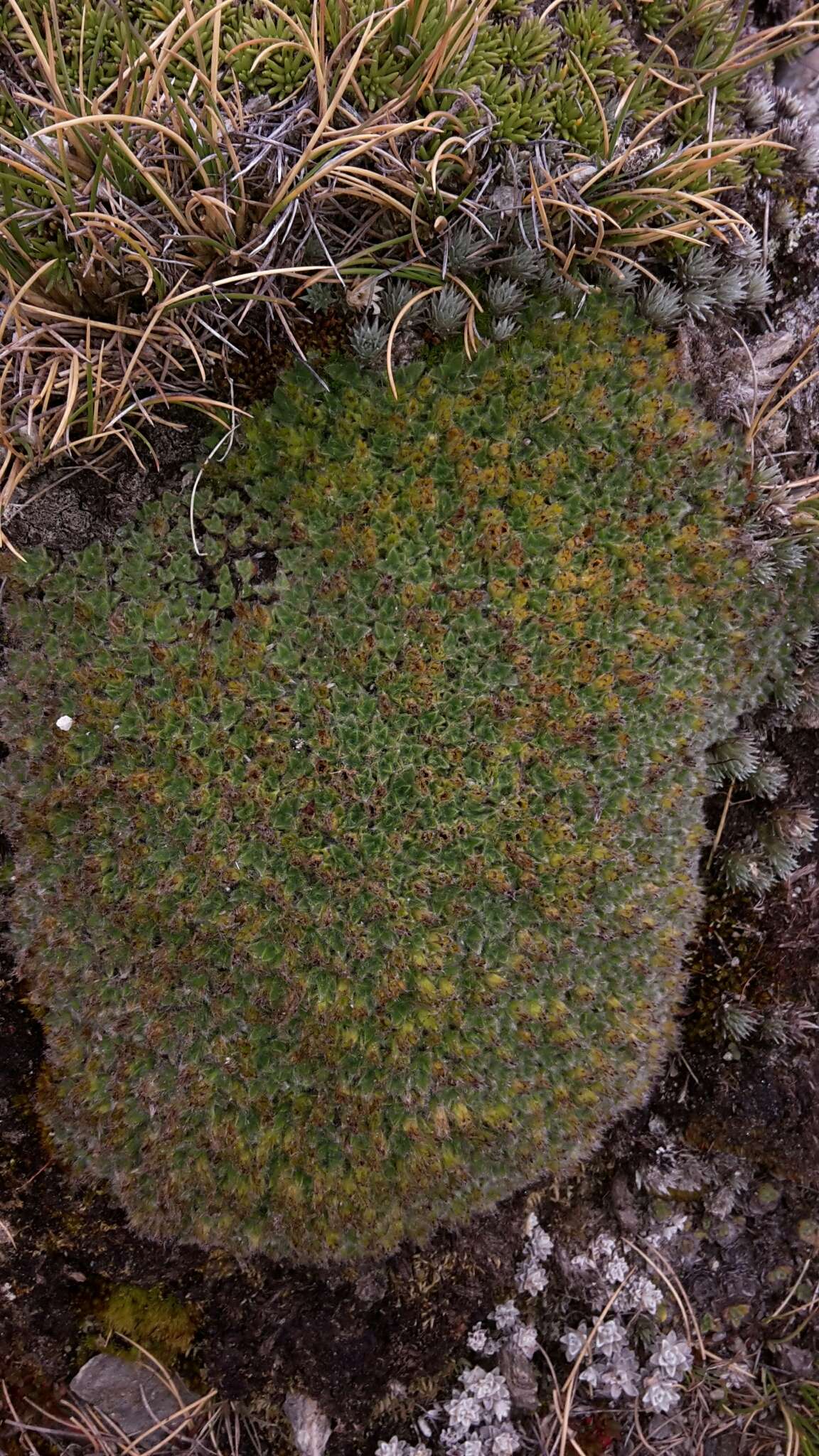 Image of Myosotis pulvinaris Hook. fil.