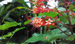 Imagem de Clerodendrum paniculatum L.