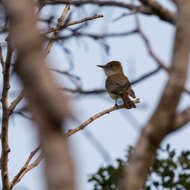 Image of Dusky-capped Flycatcher