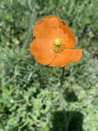 Image of Orange poppy