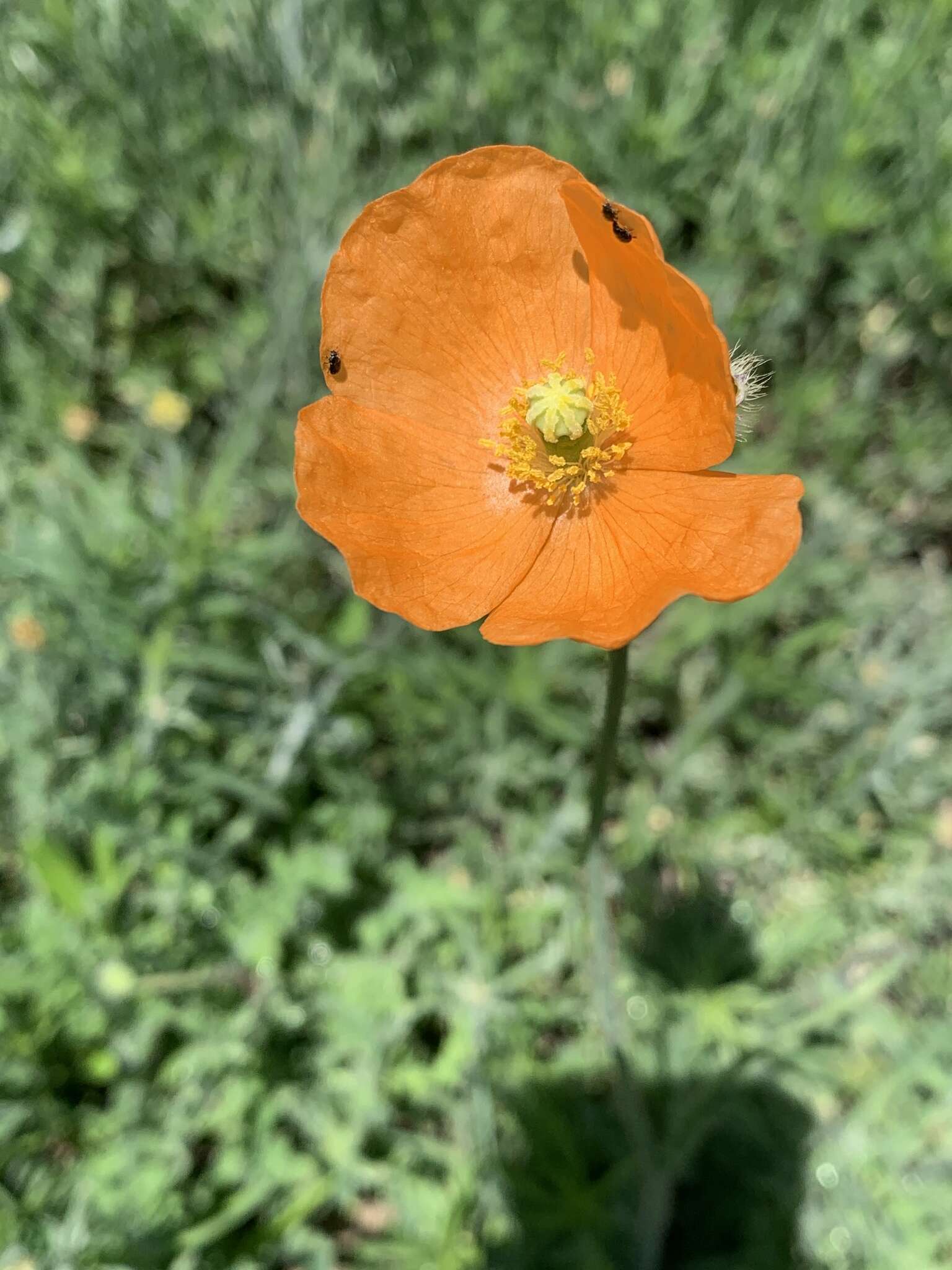 Image of Orange poppy