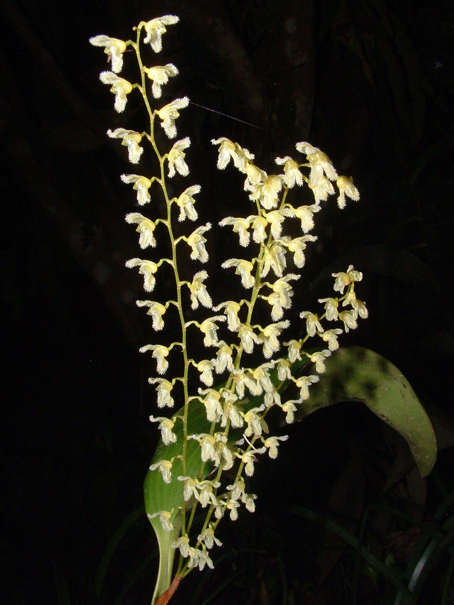 Image of flor de llanten