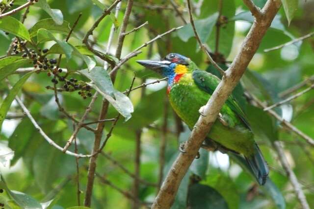 Image of Red-crowned Barbet