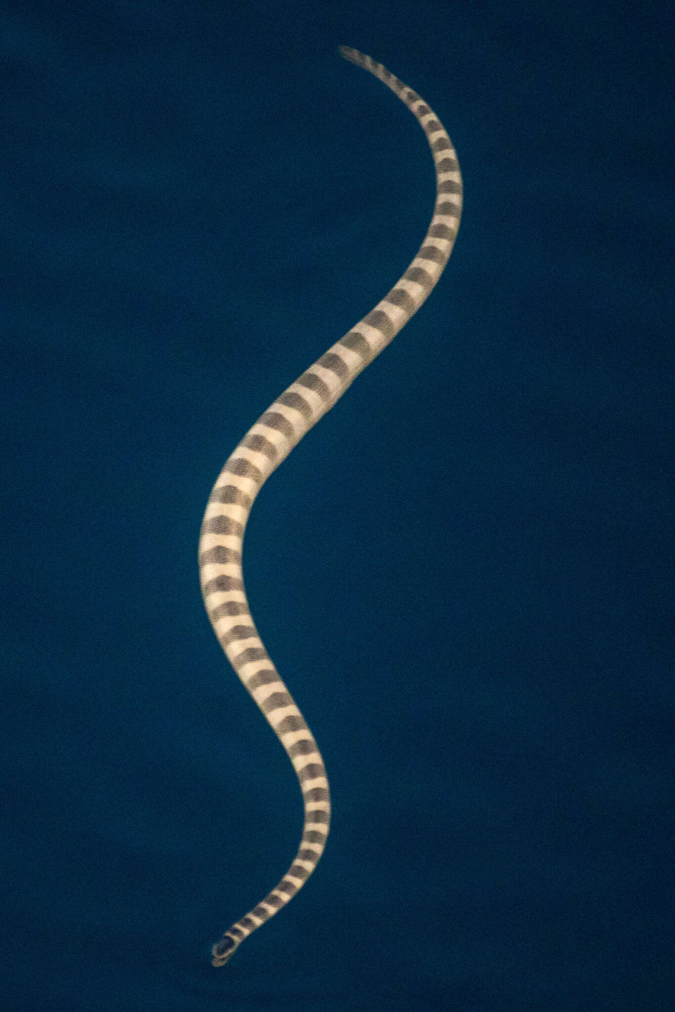 Image of Persian Gulf Sea Snake