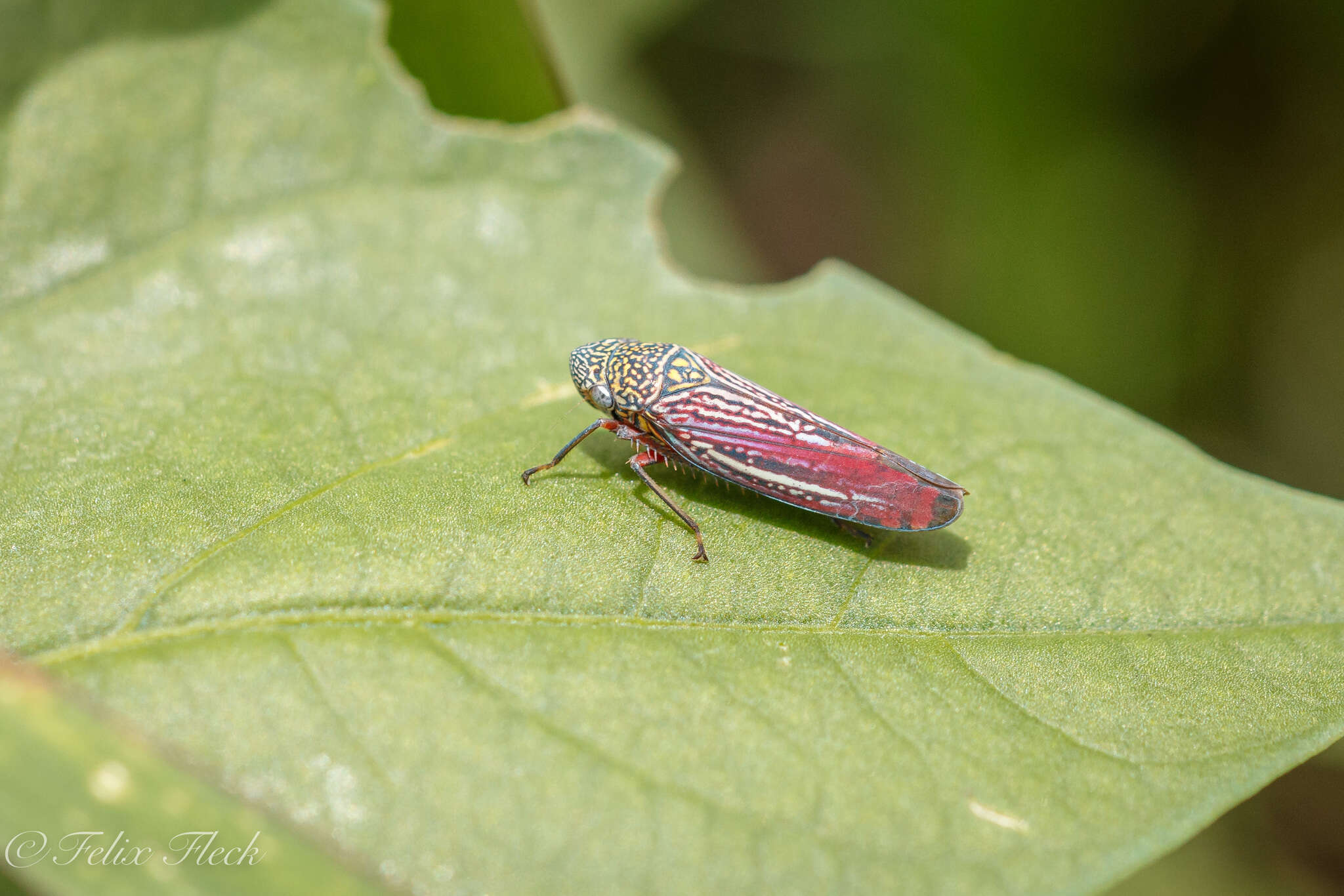 Image of Graphocephala punctulata (Signoret 1853)