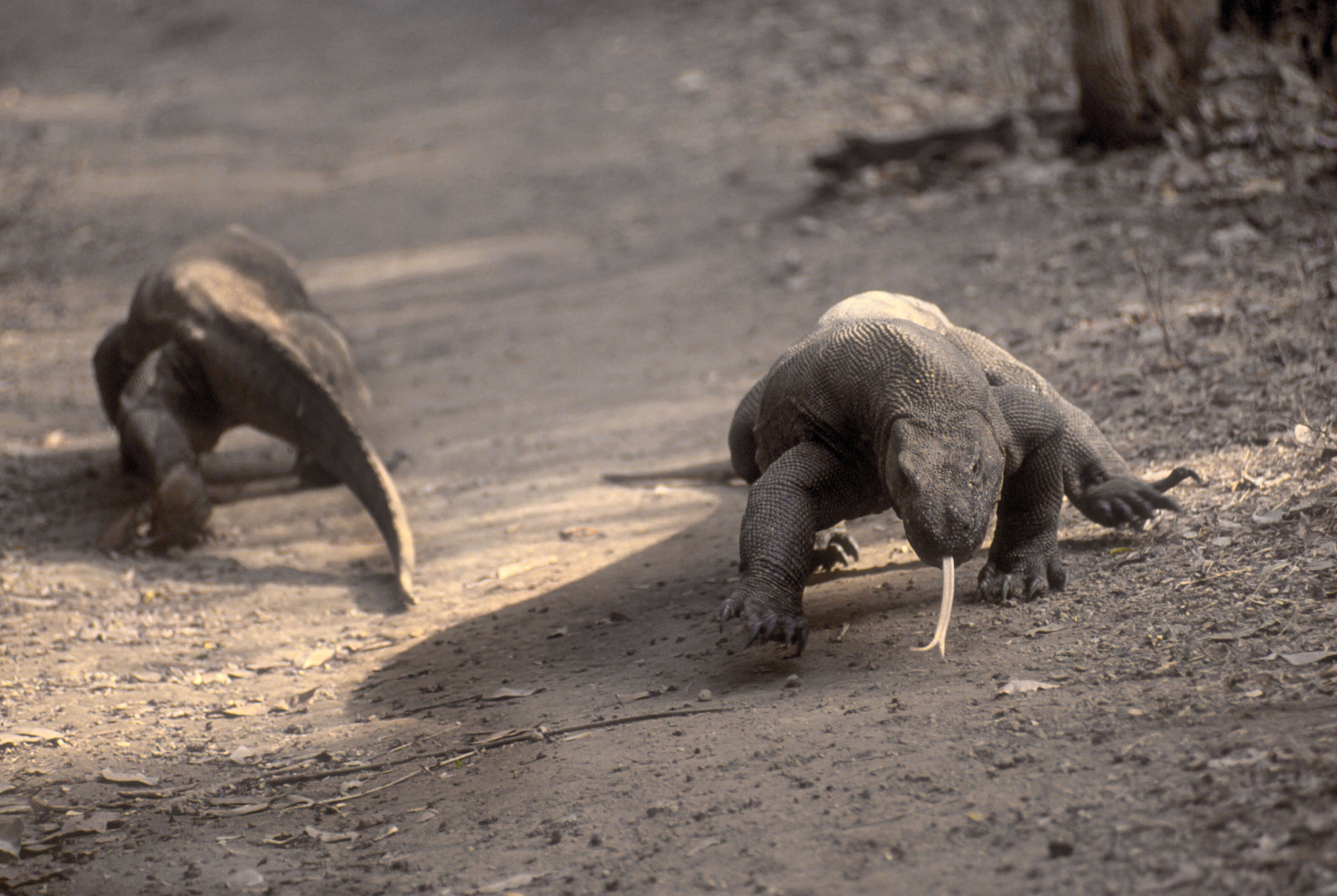 Image of Komodo Dragon