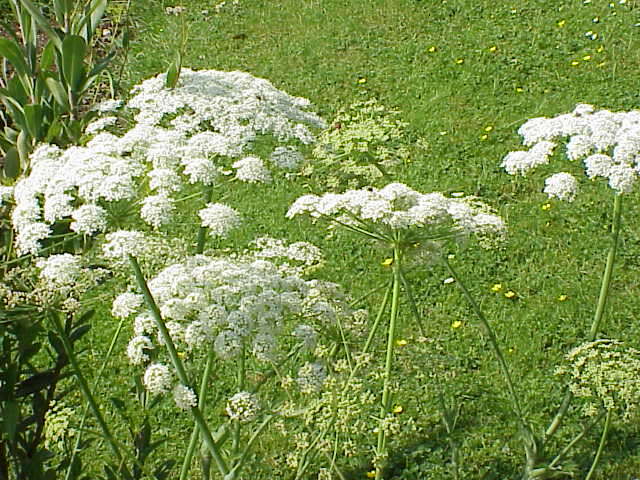 Imagem de Laserpitium latifolium L.