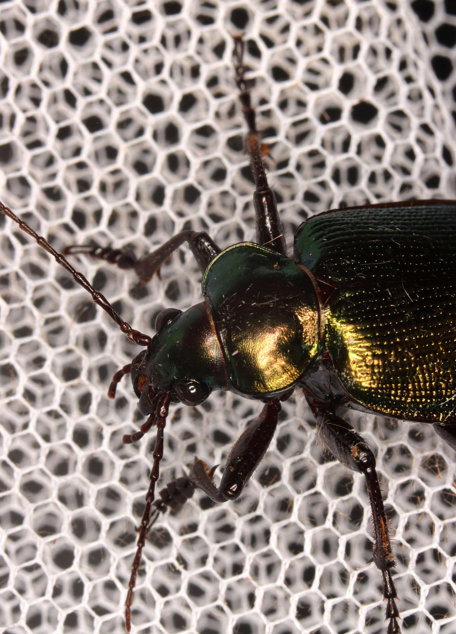 Imagem de Calosoma (Calosoma) schayeri Erichson 1842