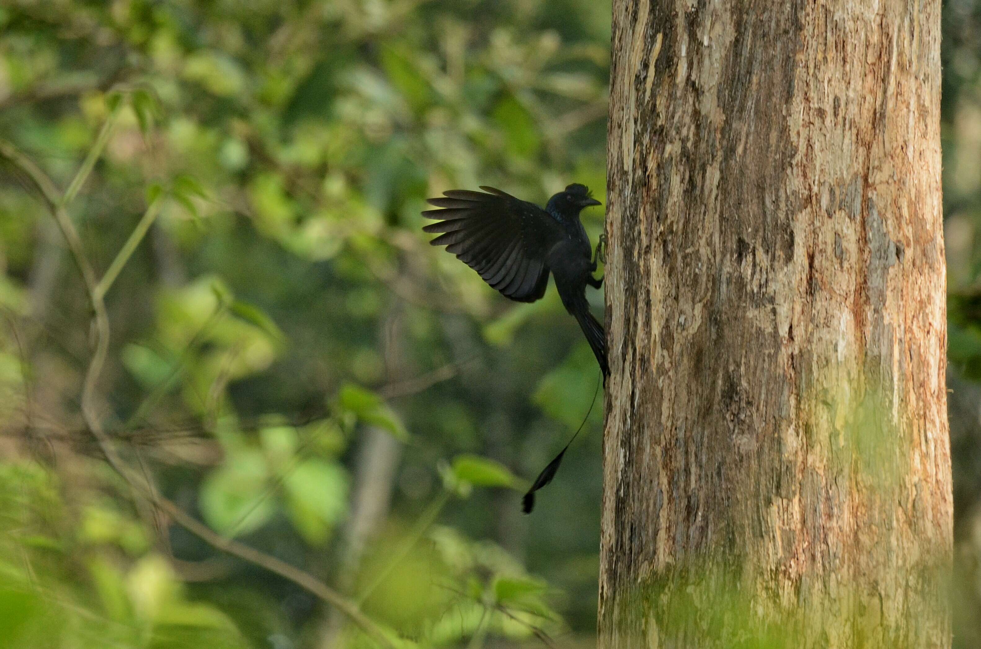 Imagem de Dicrurus paradiseus (Linnaeus 1766)