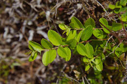 Image of Berchemia lineata (L.) DC.