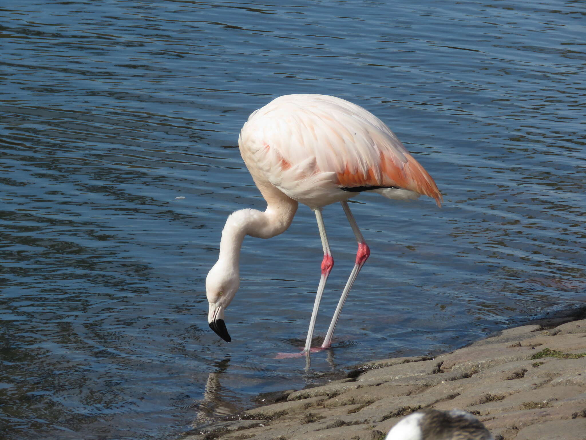 Imagem de Phoenicopterus chilensis Molina 1782