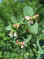 Image of common snowberry