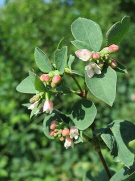 Image of common snowberry