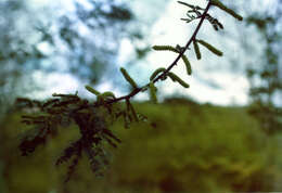 Mimosa tenuiflora (Willd.) Poir. resmi