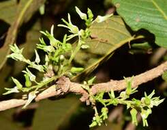 Ruprechtia fusca Fern. resmi