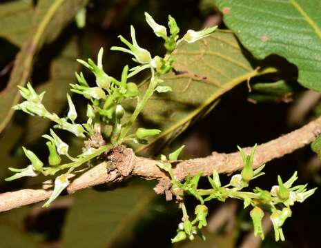 Ruprechtia fusca Fern. resmi