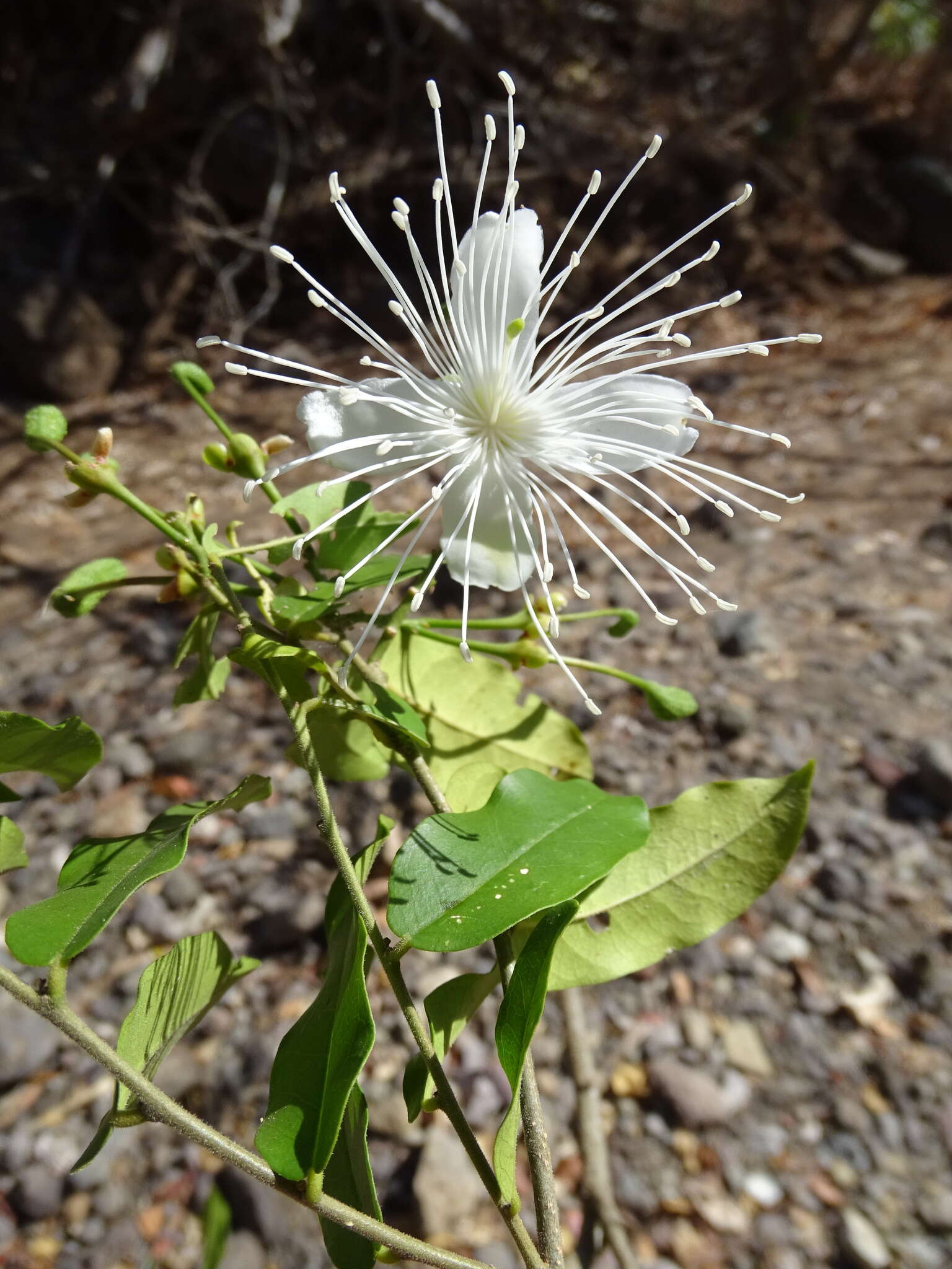 Image of Cynophalla verrucosa (Jacq.) J. Presl