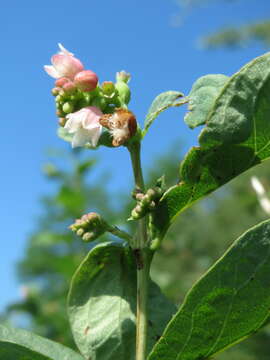 Image of common snowberry