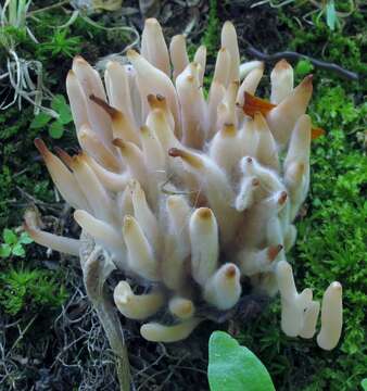 Clavaria rubicundula Leathers 1956 resmi