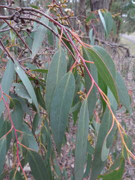 Image of broadleaf peppermint gum