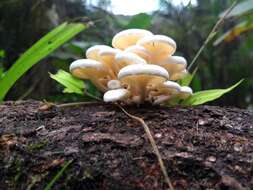 Image of Lentinus concavus (Berk.) Corner 1981