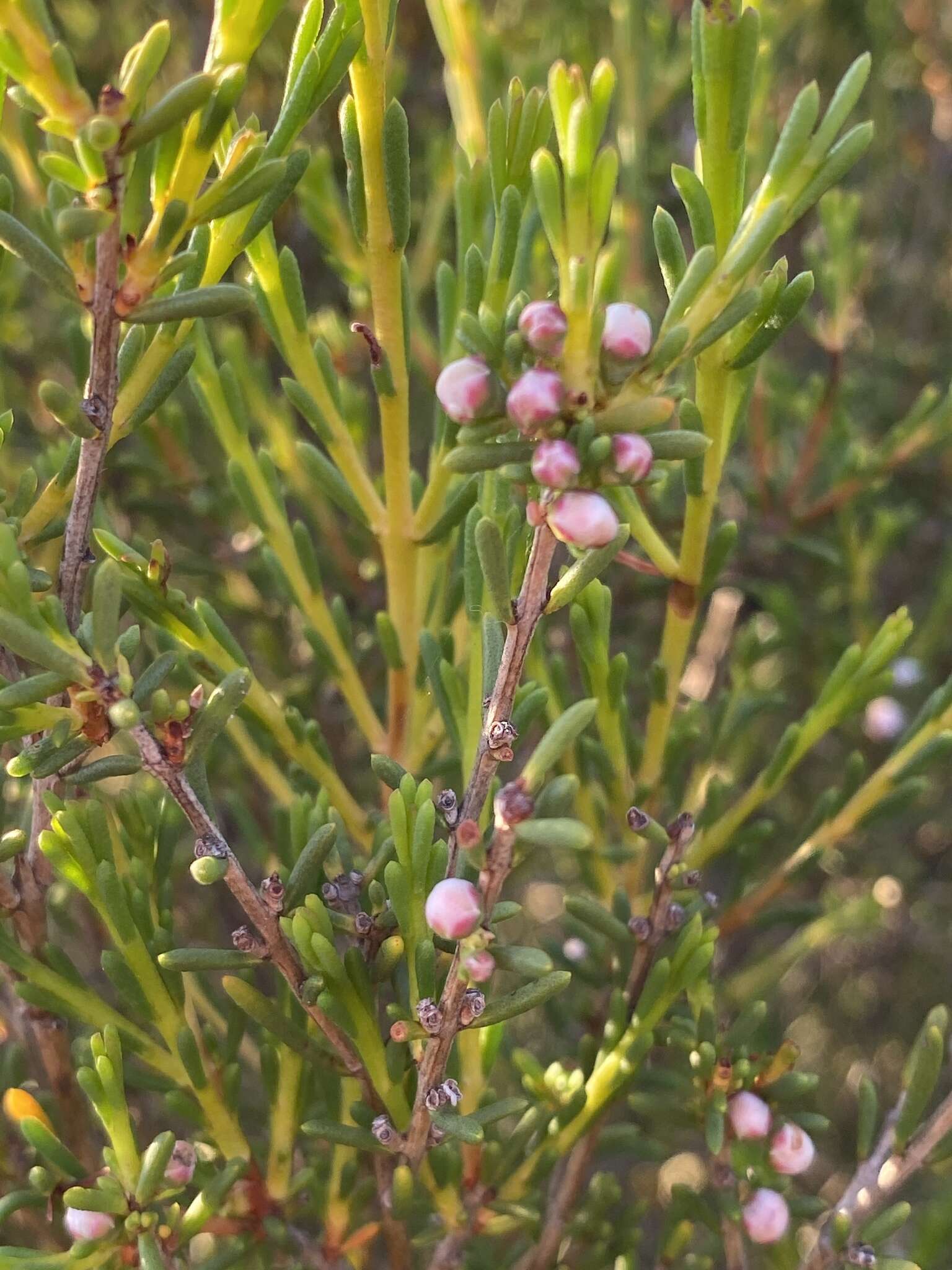 Hypocalymma strictum Schau. resmi