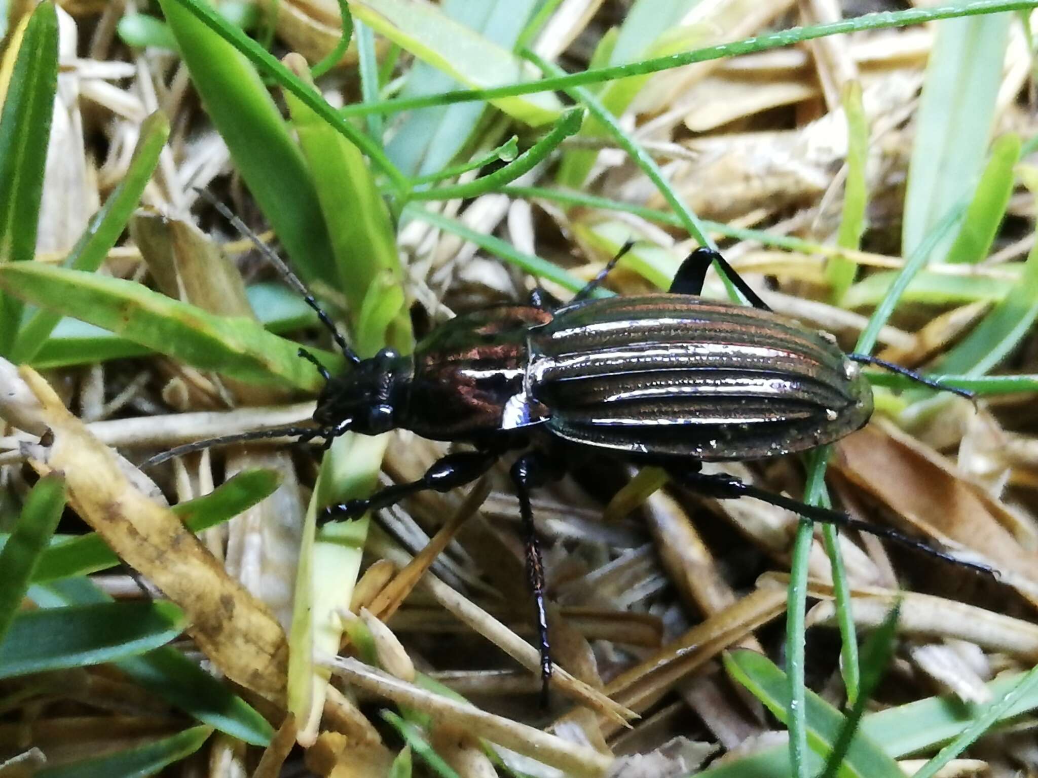 Image of Carabus (Ctenocarabus) melancholicus Fabricius 1798