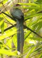 Image of Green-billed Malkoha