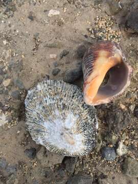 Image of Florida Rock Shell