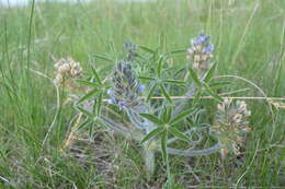 Image of large Indian breadroot